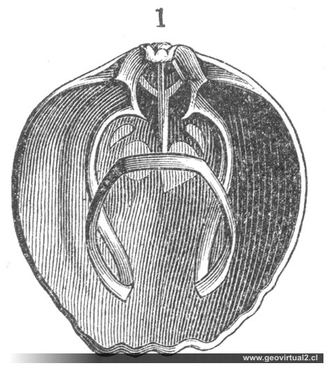 Rhynchonella - Braquiopodo