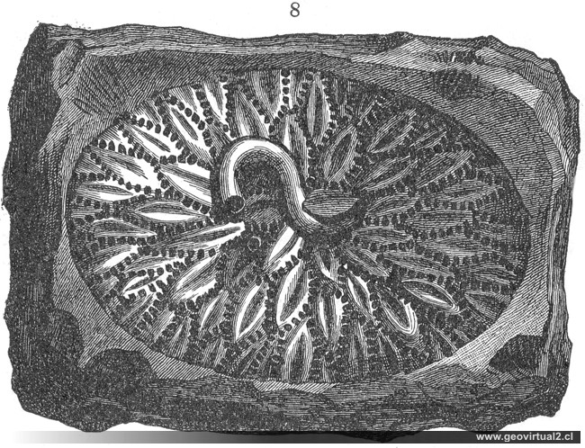 Pleurodictyum problematicum