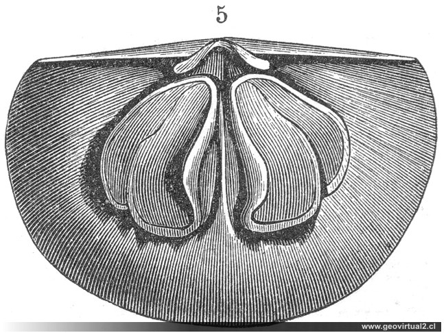 Leptaena sericea