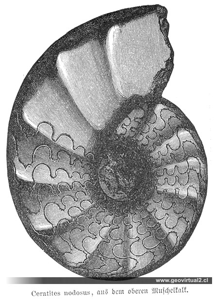Ceratites nodosus