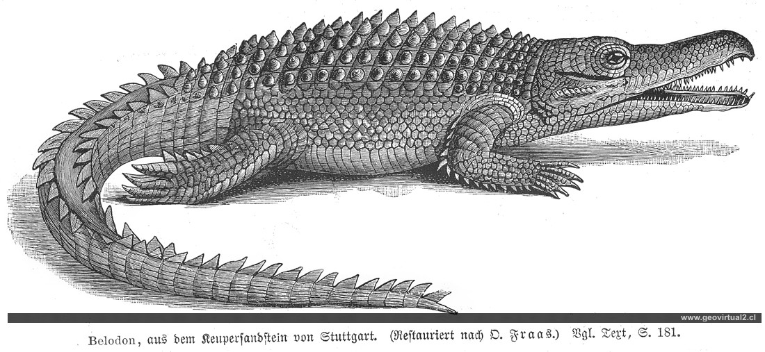 Belodon