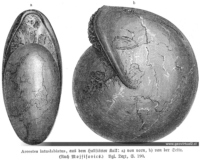 Arcestes de Neumayr