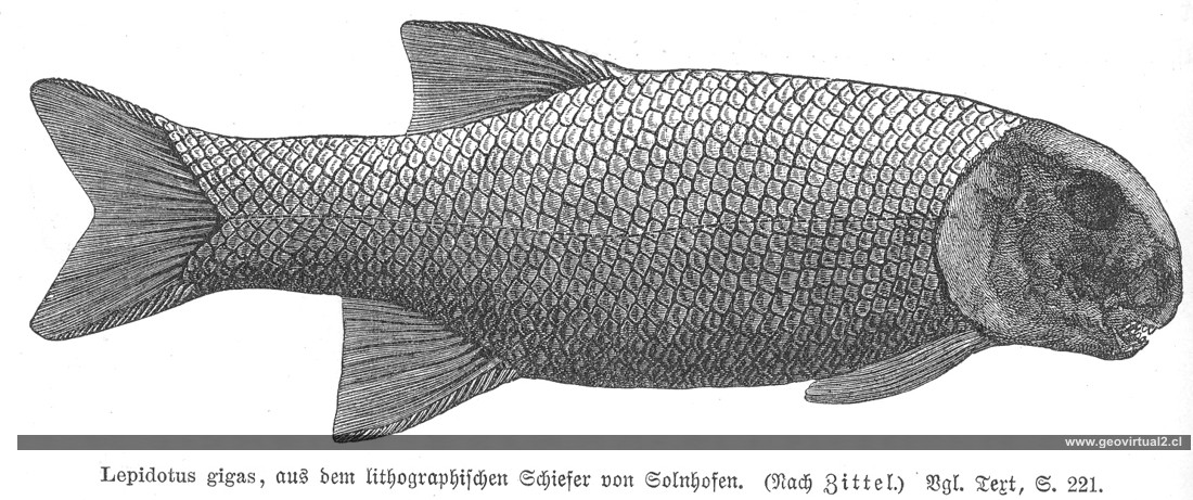 Lepidotus