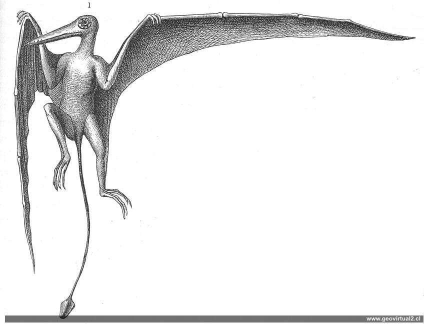 Rhamphorhynchus restaurado