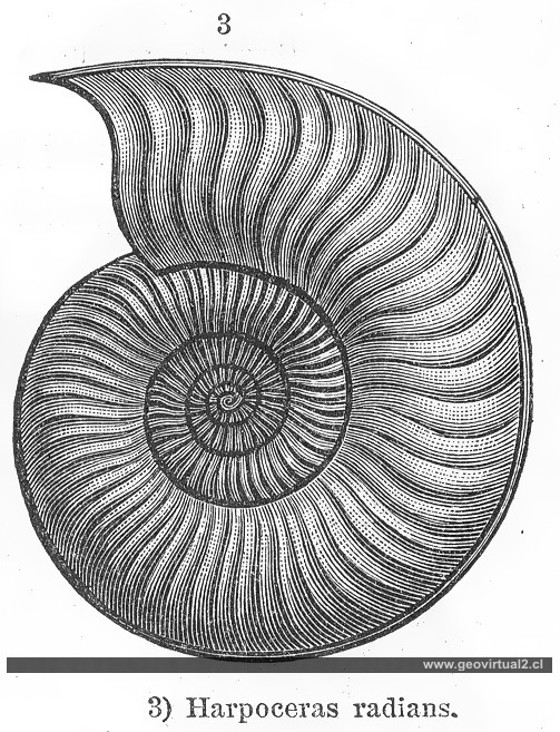 Harpoceras