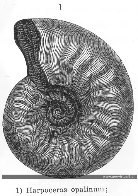 Harpoceras
