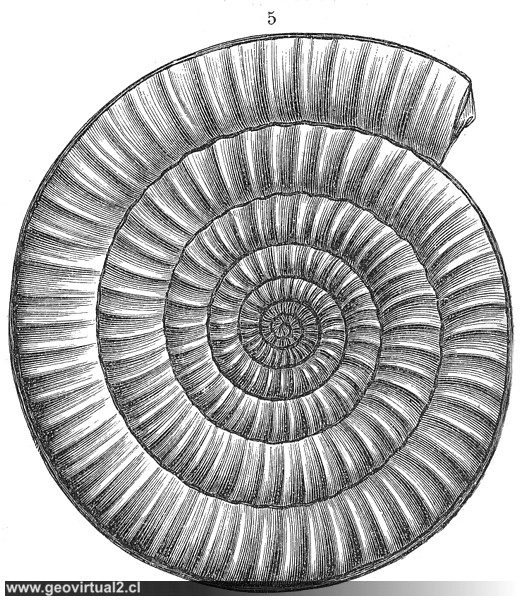 Arietites spiratissimus