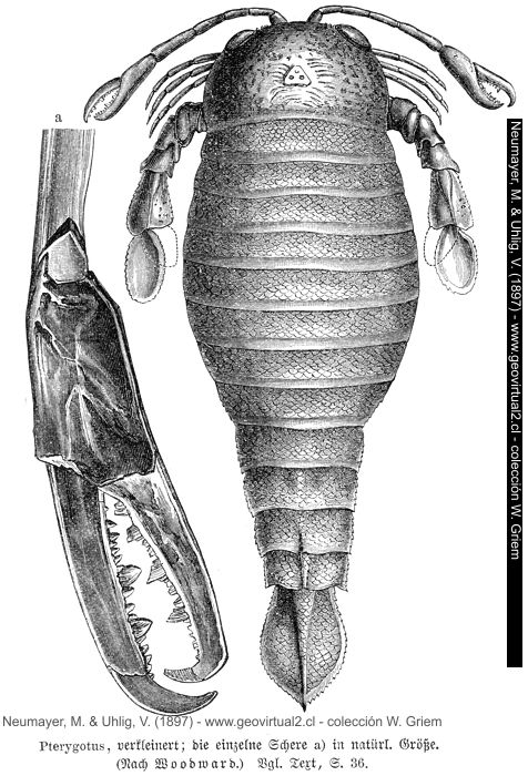 Pterygotus