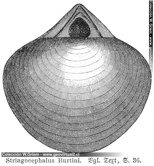 Stringocephalus Burtini