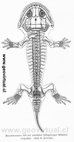 Branchiosaurio