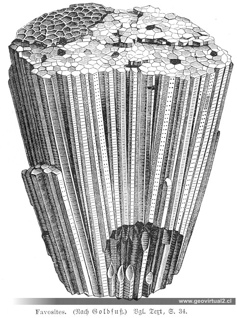 Melchior Neumayr / Victor Uhlig: Favosites