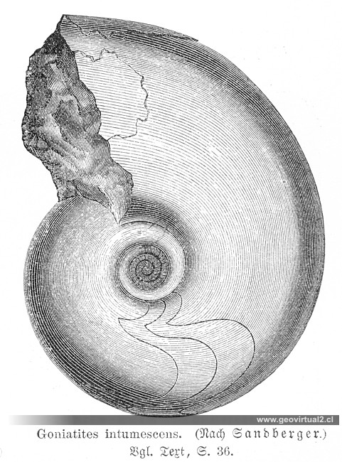 Neumayr: Goniatites