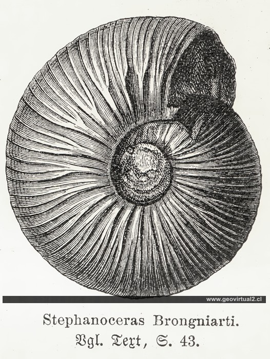 Neumayr: Stephanoceras