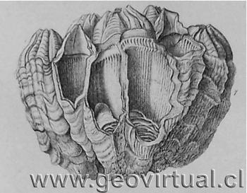 balanus coquimbensis: Darwin, 1876