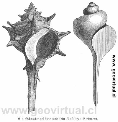 Ejemplo de fosilización:  E. A Rossmässler - "Fosilización"