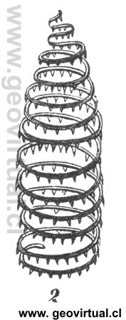graptolites turriculatus