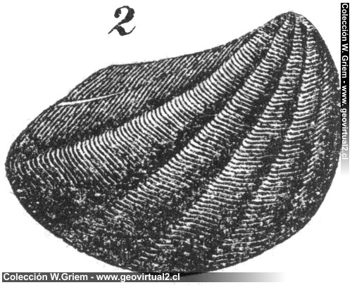Myophoria Watheleyae