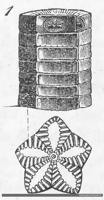 Pentacrinus scalaris