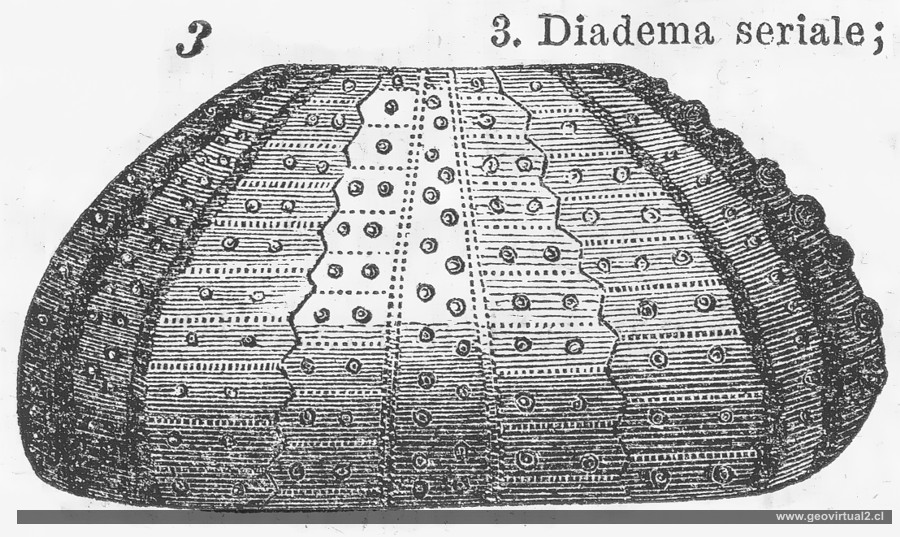 Diadema seriale