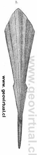Belemites paxillosus