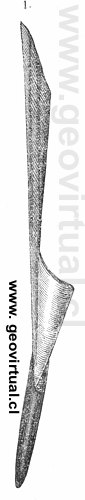 Belemites paxillosus