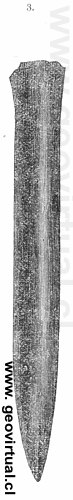 Belemites paxillosus