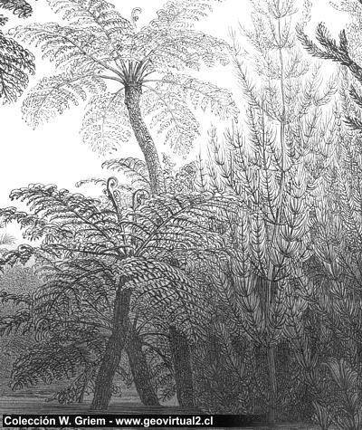 Rossmässler - arboles en el carbonífero