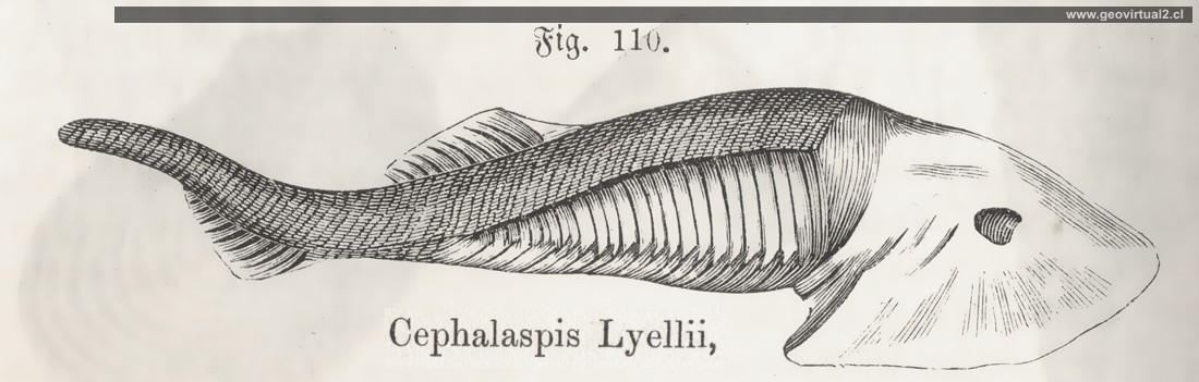 Cephalaspis de Schoedler
