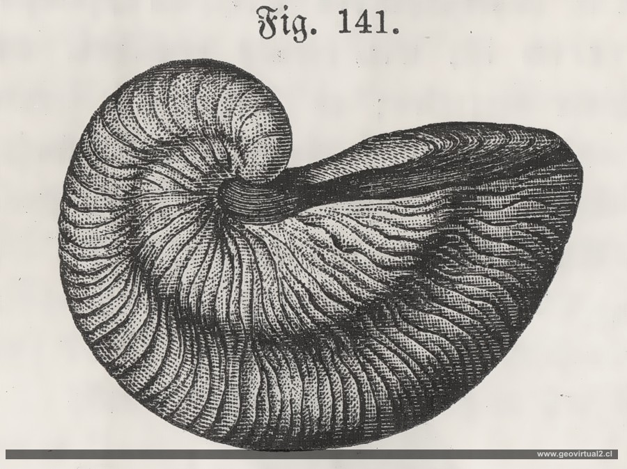 Grypaea Arcuata de Schroedler
