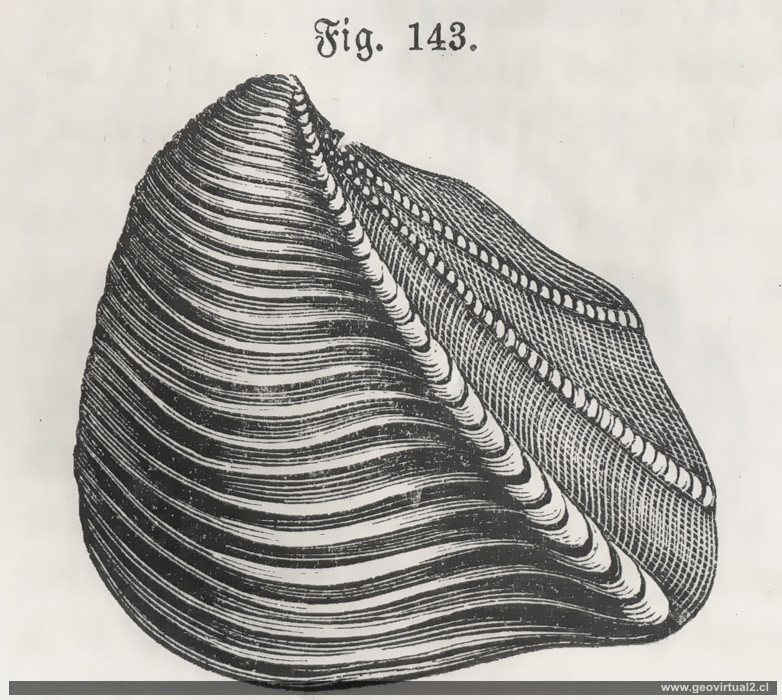 Trigonia de Schoedler