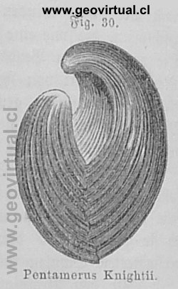 Pentamerus Knightii