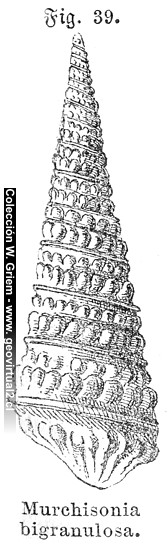 Murchisona bigranulosa de Siegmund 1877