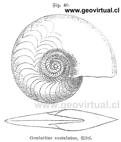 Goniatites costulatus  de Siegmund, 1877