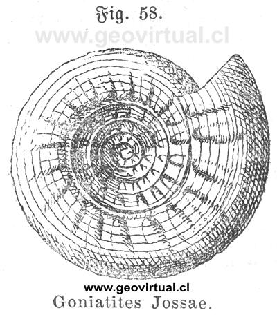 Goniatites Jossae (Paragastrioceras)