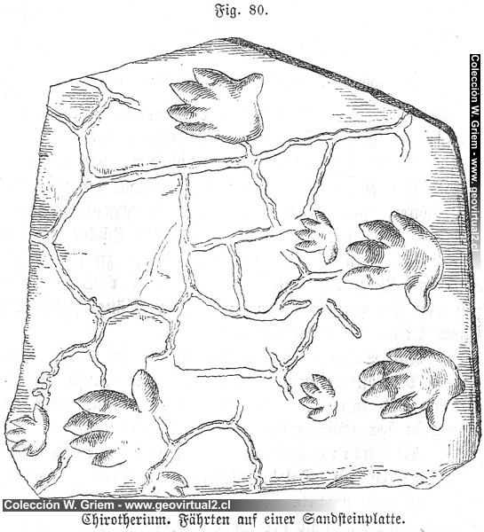 Chirotherium de Siegmund, 1877
