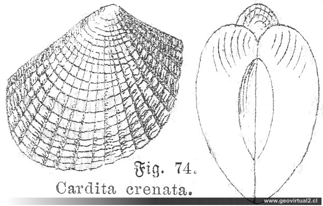 Cardita