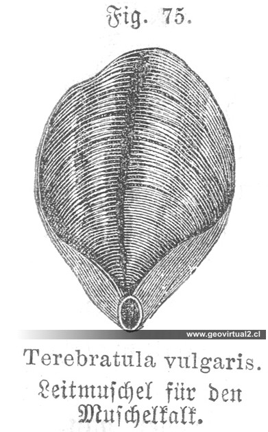 Terebratula vulgaris