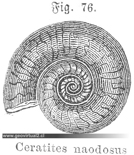 Ceratites nodosus