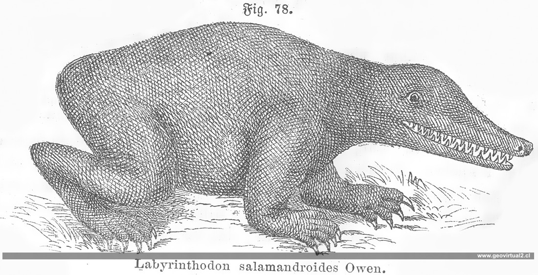 Labyrinthodon