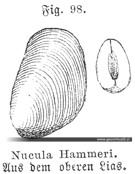 Nucula Hammeri