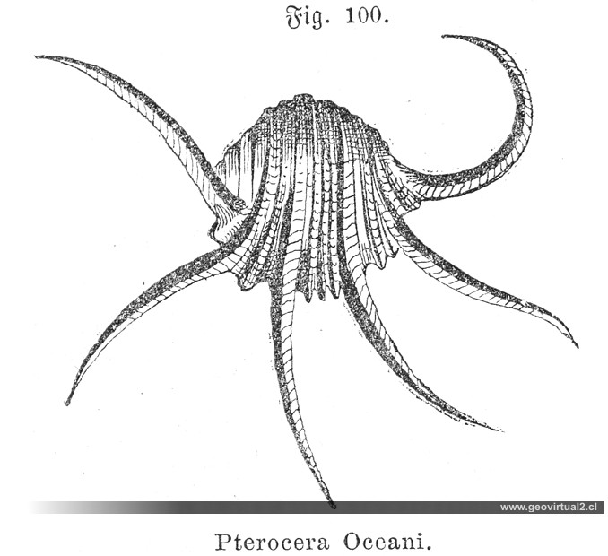 Pterocera