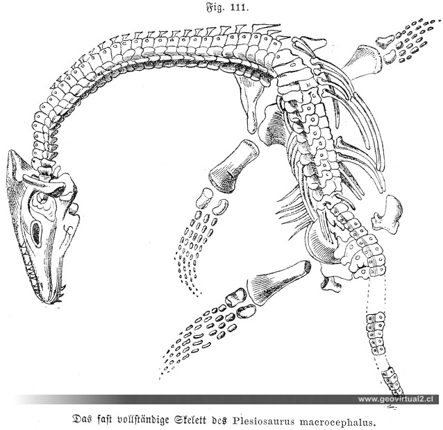 Plesiosaurus