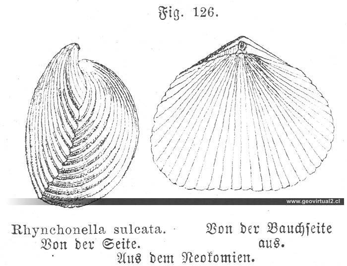 Rhynchonella