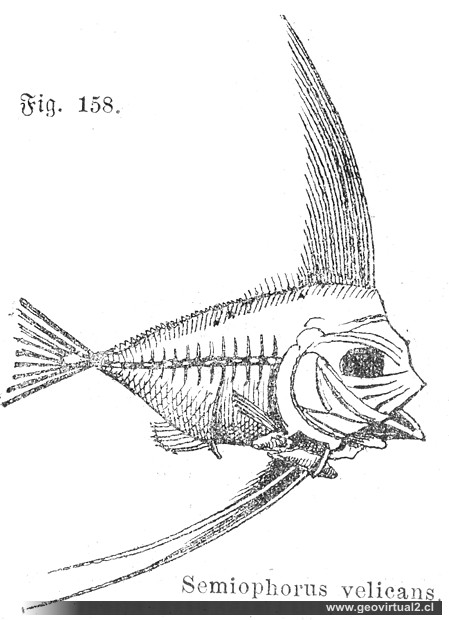 Semiophorus