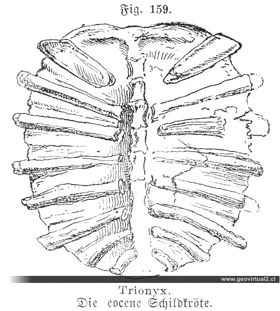 Tortuga Trionyx