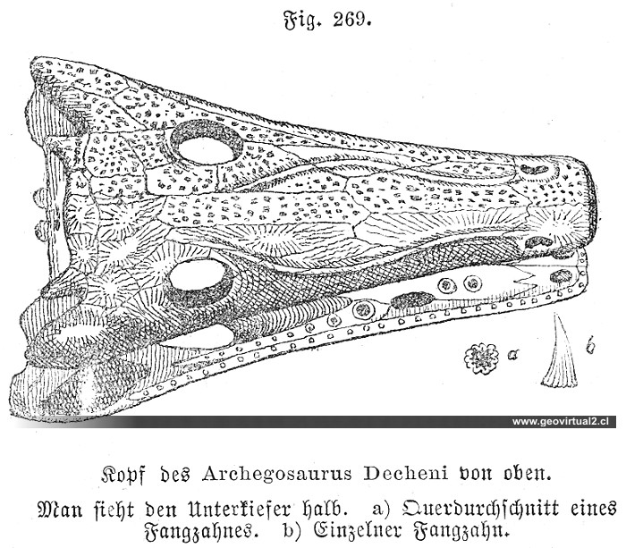 Archegosaurus Decheni