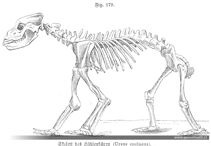 Ursus spelaeus