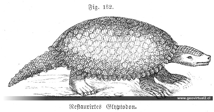 Glyptodon, Gliptodonte