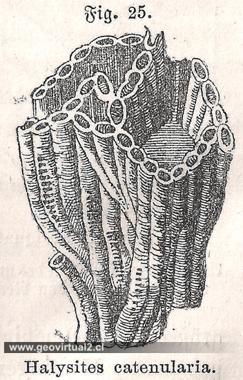 Halysites