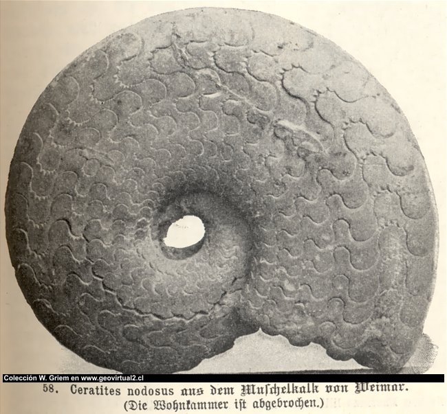Ceratites nodosus